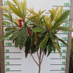 Mišpuľa japonská (Eriobotrya japonica) - výška 130-140 cm, kont. C10L (-12°C) - NA KMIENKU